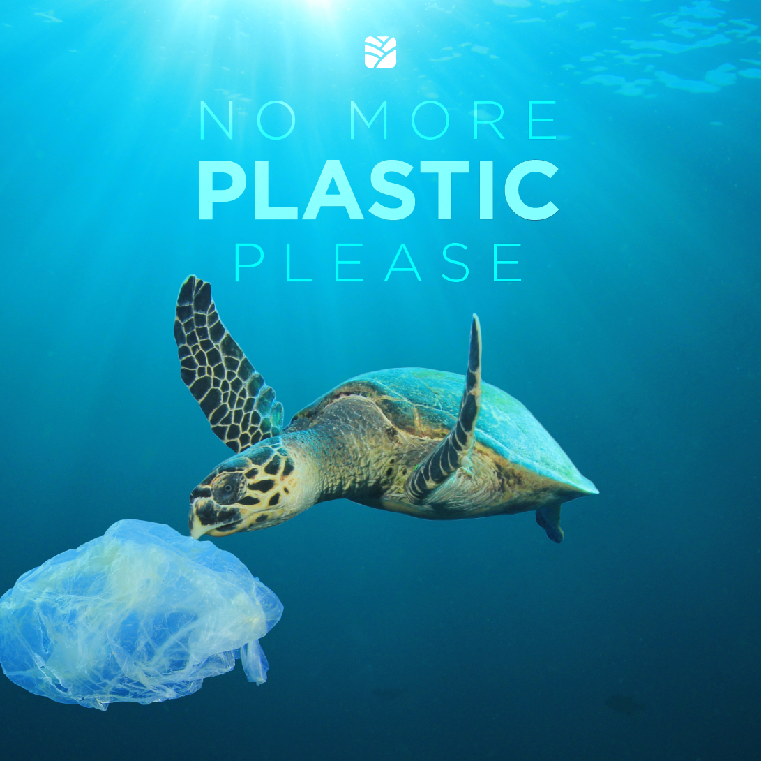 Turtle eating plastic :(