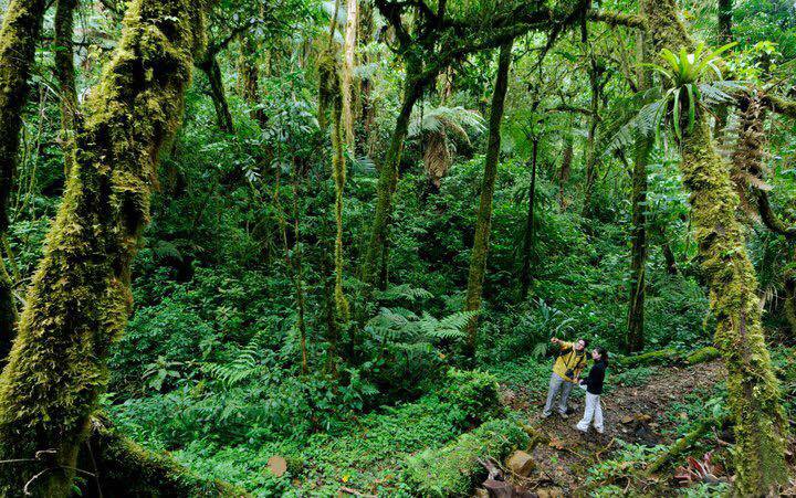 An afternoon in the cloud forest of Savegre | Horizontes Nature Tours