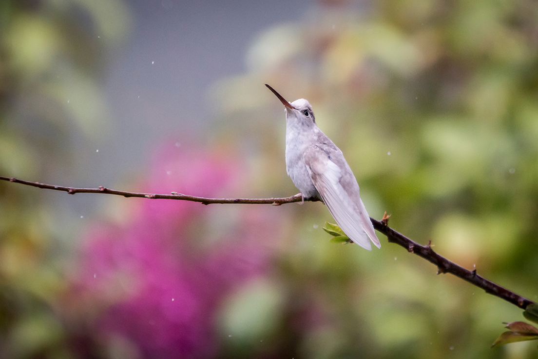 Mejores Sitios Para La Observacion De Aves En Costa Rica