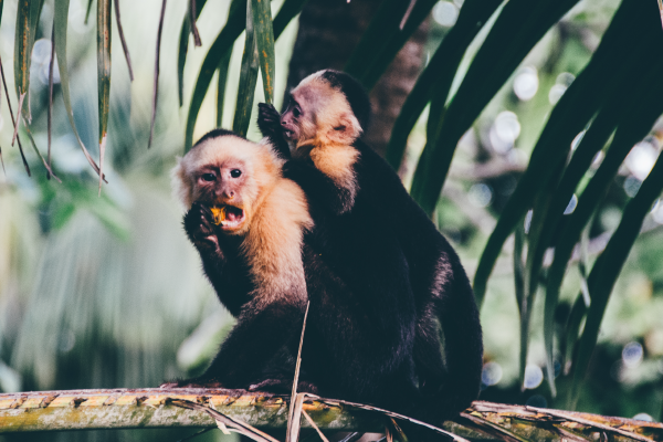 two capuchin monkeys hugging and eating on a branch in nosara costa rica